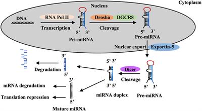 Potential Role of MicroRNAs in the Regulation of Antiviral Responses to Influenza Infection